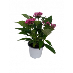 Pentas Ø 12 cm
