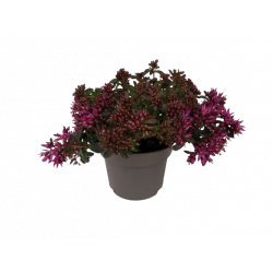 Sedum spurium spot on deep...