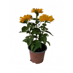 Héliopsis Ø 12 cm
