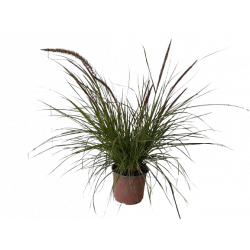 Graminée pennisetum Sky...