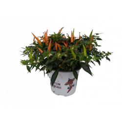 Piment d'ornement pot de 15 cm