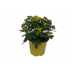 Ajania pot de 10.5 cm