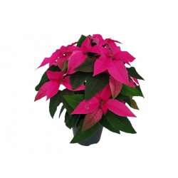 Princettia Ø 13 cm