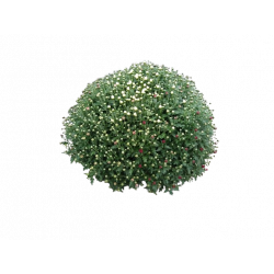 Chrysanthème petites fleurs...