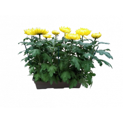 Chrysanthème jardinière 50...