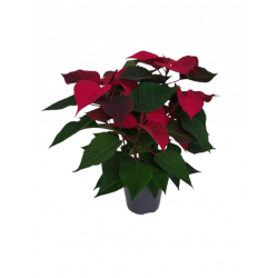 Poinsettia pot Ø 14-15 cm
