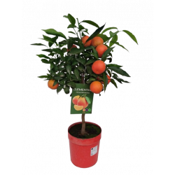 Agrume clémentinier pot de...