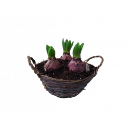 Jacinthe Composition panier...