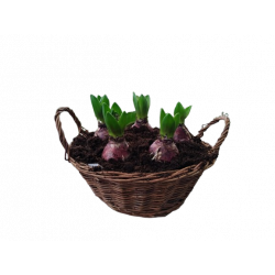 Jacinthe Composition panier...