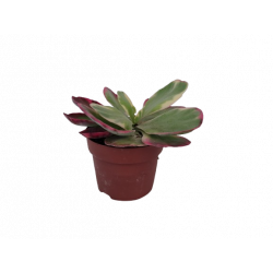 Kalanchoe Thyrsiflora pot...