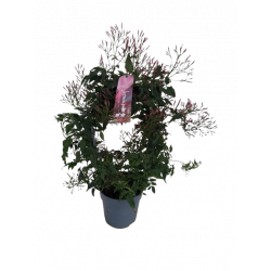 Jasmin polyanthum Arceaux...