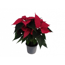 Poinsettia Ø 12 cm