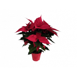 Poinsettia Ø 15 cm pot...