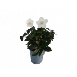 Hellebore ou Rose de Noël...