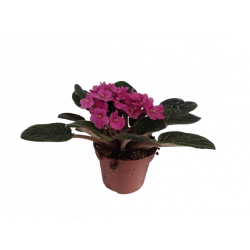 Saintpaulia pot Ø 12 cm