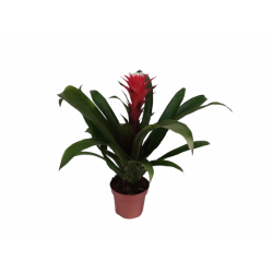 Guzmania Ø 12 cm Hope