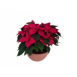 Poinsettia Coupe Terre...