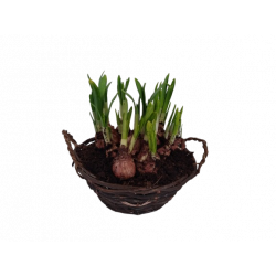 Narcisse Composition panier...