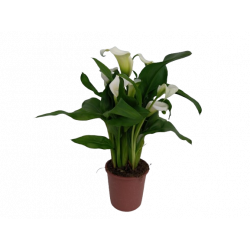 Calla Arum de couleur Ø 14 cm