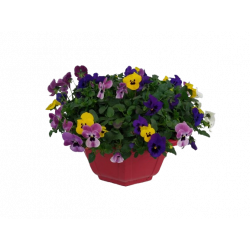 Pensée coupe de 27 cm