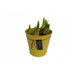 Narcisse jaune Tête à tête...