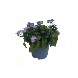 Myosotis pot de 10.5 cm