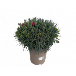 Oeillet carnelia Ø 21 cm...