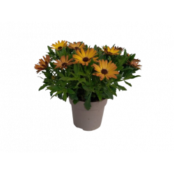 Osteospermum pot de 13/14 cm
