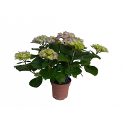 Hortensia Ø 14-15 cm 5/8...