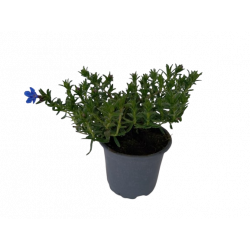 Lithodora pot de 10.5 cm