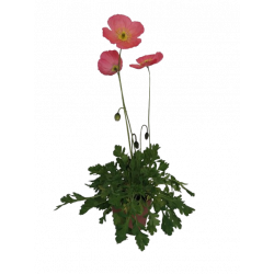 Pavot Ø 15 cm
