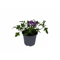 Verveine pot de 10.5 cm