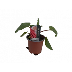 Rhubarbe Ø 10.5 cm