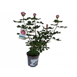 Rosier buisson Variétés...