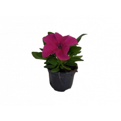 Pétunia à massif pot de 9 cm