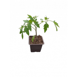 Tomate Red pear Franchi...