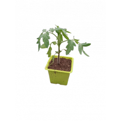 Tomate Carmelo F1 godet...