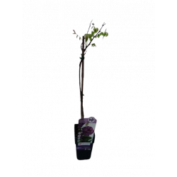 Glycine pot de 15 cm