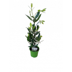 Laurier sauce pot de 14 cm