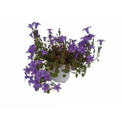 Campanule Ø 12 cm