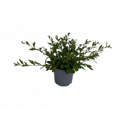 Erigeron vivace pot 10.5 cm