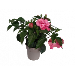 Hibiscus pot de 17 cm