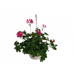 Géranium Grand Idols pot...