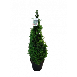 Buis pyramide pot de 28 cm...