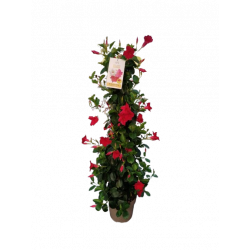 Dipladenia pyramide hauteur...