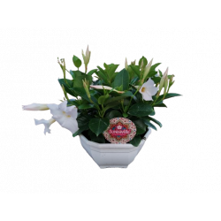 Dipladenia coupe Ø 23 cm