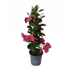 Dipladenia palissé ou...