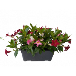 Dipladenia jardinière 40 cm