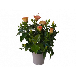 Hibiscus pot de 19 cm