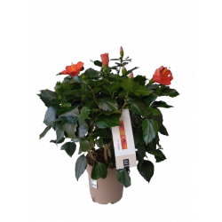 Hibiscus pot Ø 23